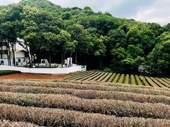 -龙坞茶村