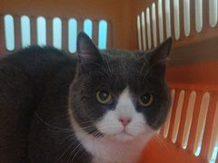 -西安京西宠物医院·瘫痪·疑难杂症