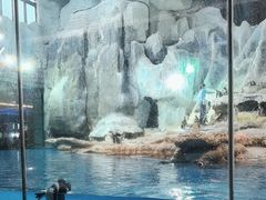 -帝企鹅自助餐厅•儿童岛•真企鹅(长隆企鹅酒店)