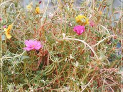 -北京大学燕东园