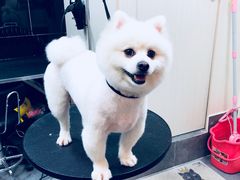 -小尾巴宠物店(万科·金域华庭店)