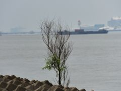 -上海滨江森林公园
