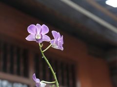 -乌布德传统市场