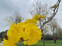 -天适樱花悠乐园