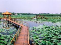 景点-白洋淀景区