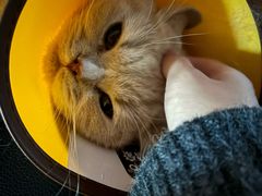 -御宝贝·A梦猫科宠物医院(国际猫友好医院)