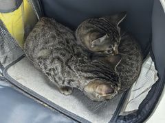 -纳吉亚猫专科动物诊疗中心(蒋宅口分院)