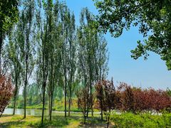 -东郊湿地公园