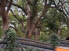 -普陀山风景名胜区-法雨禅寺