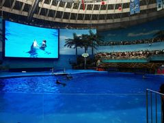 -海合安成都极地海洋公园
