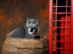 -超宠爱宠物摄影-Super pet