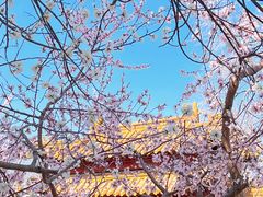 -桃花堤公园