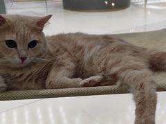 -COLOR PETS 撸猫馆·购猫·猫咖(长风大悦城店)