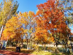 -大兴滨河森林公园