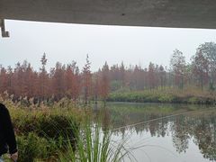 -白鹭湾湿地公园