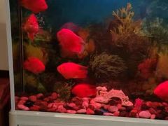 -湖庭壹品鸭王·传统北京烤鸭·别墅私房菜·庭院宵夜(江宁店)