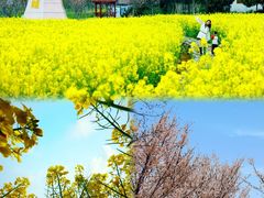 -武汉紫薇都市田园