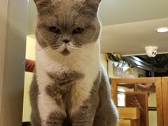 -more than meow吴止猫主题餐厅(承德 中船汇店)