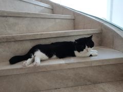 -Catmate·猫肥家润(金润铂宫店)