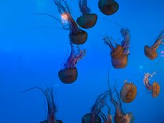 -太平洋海底世界