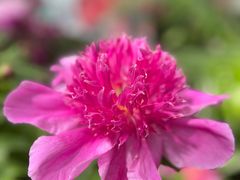 -广西壮族自治区药用植物园