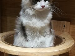 -喵屿·大理花园猫咖