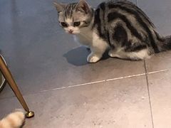 -飞行喵MR PILOT|猫舍·猫咖(静安大融城店)