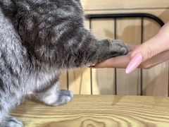 -豆逗聊愈猫阁Easy Life