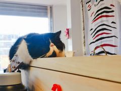 -平行世界·猫咖(首经贸店)