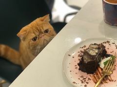 -飞行喵MR PILOT|猫舍·猫咖(静安大融城店)