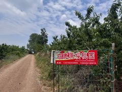 -白鹿原樱桃园