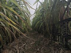 -光明小镇欢乐田园
