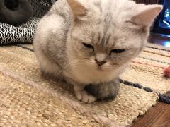 -猫友咖啡店(玉林西路店)
