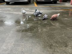 -都江堰普照寺