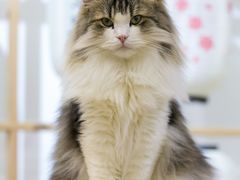 -柴迷FANS CLUB·柴犬狗咖·猫咖