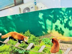 -大连森林动物园