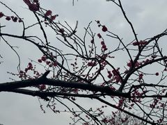 -重庆彩云湖湿地公园