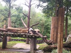 -都江堰中华大熊猫苑