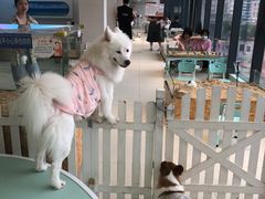 -怪兽屋·羊驼·猫咖·狗咖(俊华广场店)