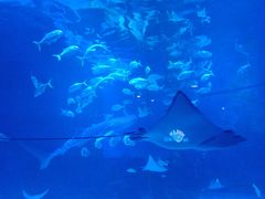 -烟台海昌鲸鲨海洋公园