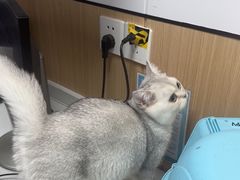 -瑞派中心宠物医院·CT·核磁·神经专科