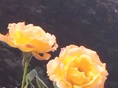 -洛阳市隋唐城遗址植物园