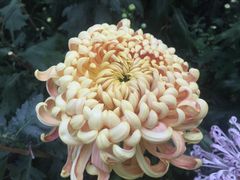 -上海市龙华烈士陵园