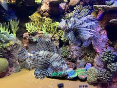 -上海海洋水族馆