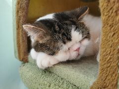 -猫小院猫主题餐厅(三里屯店)