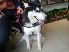 -桂林市花鸟市场