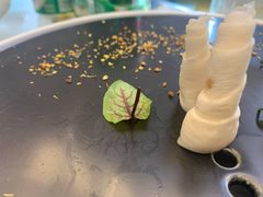 养颜白汁河豚-肆月河豚·新淮扬(金融街店)