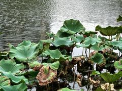 -新江湾城公园