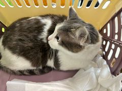 -北京观赏动物医院·24小时大型综合·猫专科·异宠专科