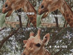 -广州长隆野生动物世界